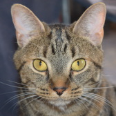 Picture of My 1st Cat, Mayla