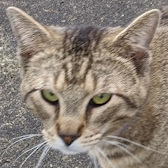Picture of My 2nd Cat, Squeaker