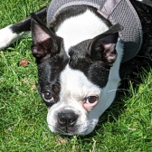 Picture of My Dog, Monty