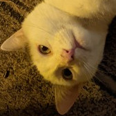 Picture of My 3rd Cat, Sammy
