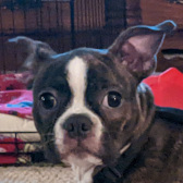 Picture of My Dog, Scrappy Doo