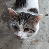 Picture of My 4th Cat, Sunny
